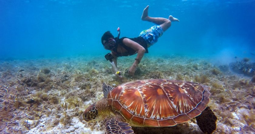 La Fundación MSC y la Fundación Ba’a se unen para promover la conservación de los corales y ecosistemas marinos