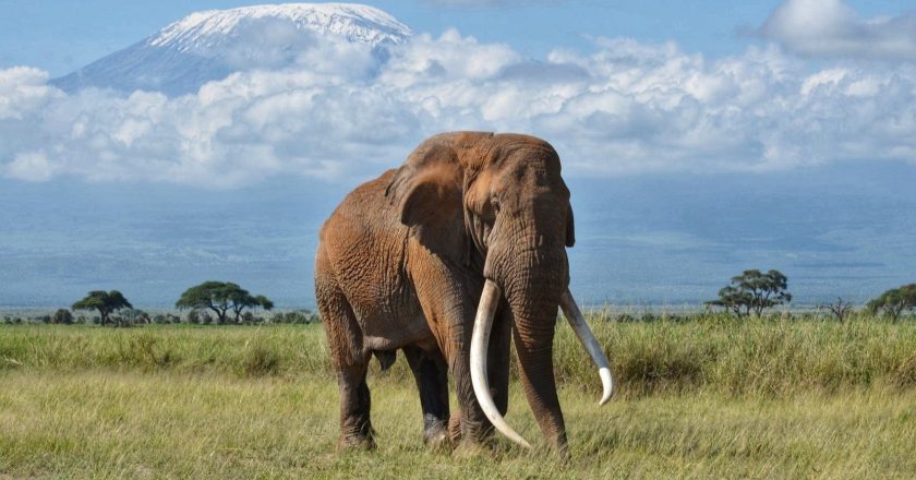 Descubre el África Austral a bordo del African Dream