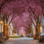 ¿Qué hacer en Alemania en primavera?